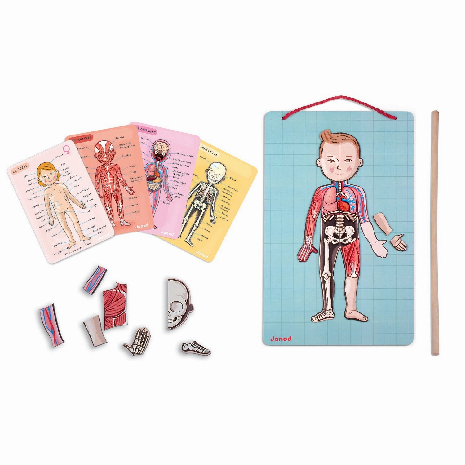 Babykids_Janod_Toys Janod Body Magnet in 11 Languages