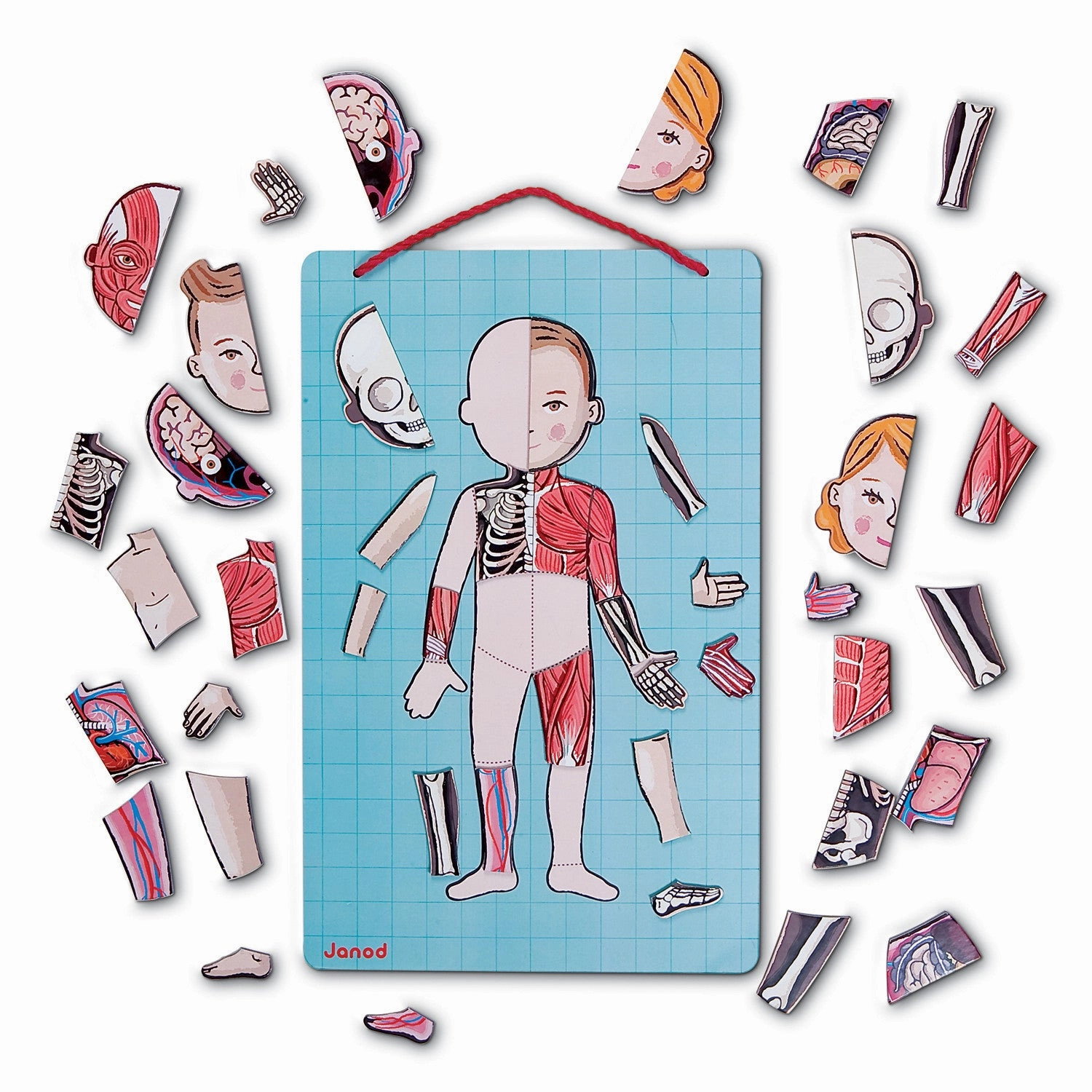 Babykids_Janod_Toys Janod Body Magnet in 11 Languages